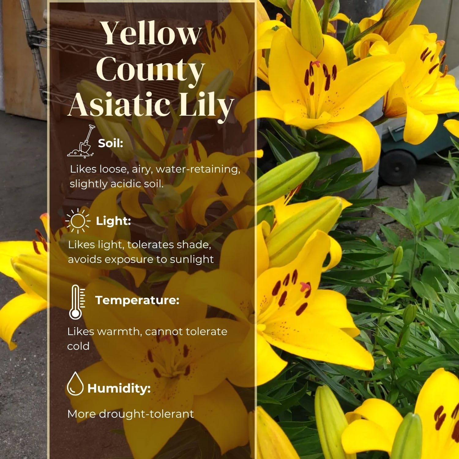 4 Yellow Asiatic Lily Bulbs, 3-4 Inch, Lily Flower Bulbs, Flowering Bulb for Outdoor Garden Beds and Containers