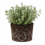 2 French Thyme Plant Live, 4-6 Inc Heights, Fragrant Herb for Indoor Outdoor Planting