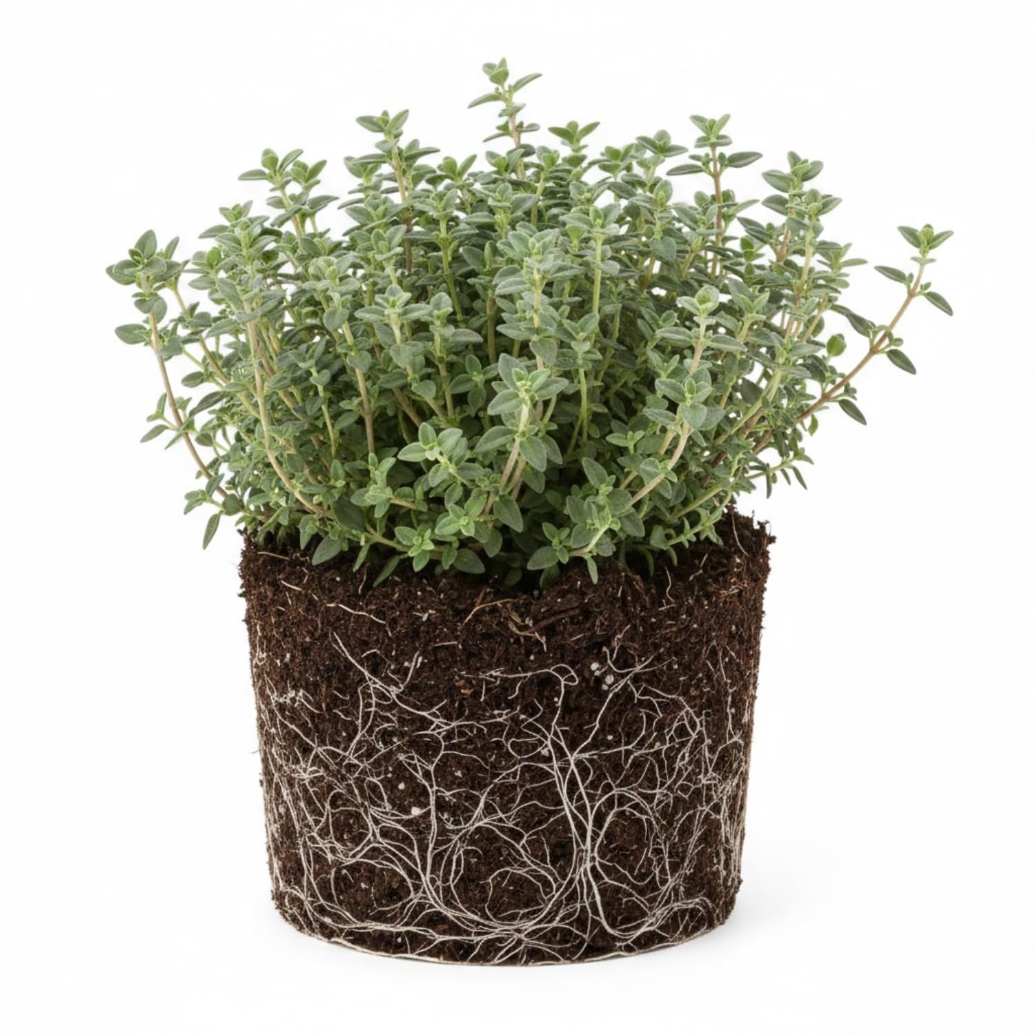 2 French Thyme Plant Live, 4-6 Inc Heights, Fragrant Herb for Indoor Outdoor Planting