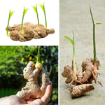 3 Ginger Plants Live, 5 to 6 Inches Tall, Ginger Herb Plant for Gardening Indoor Outdoor
