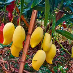 Julie Mango Tree Live Plant Grafted, 2 to 3 Feet Tall in Gallon Pot, Ready to Bear Fruit in 1 Year, Sweet Mango Tree for Planting