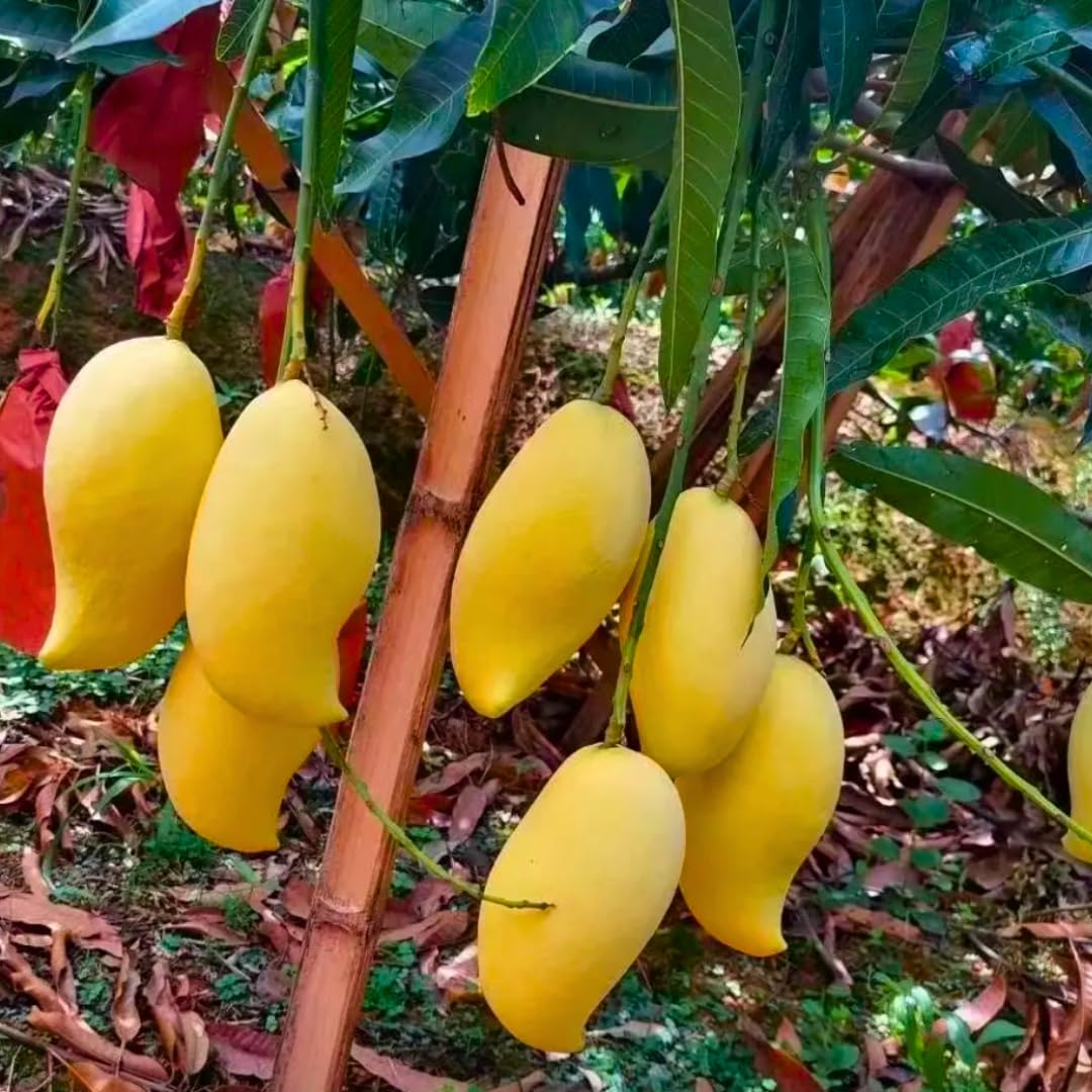 Julie Mango Tree Live Plant Grafted, 2 to 3 Feet Tall in Gallon Pot, Ready to Bear Fruit in 1 Year, Sweet Mango Tree for Planting