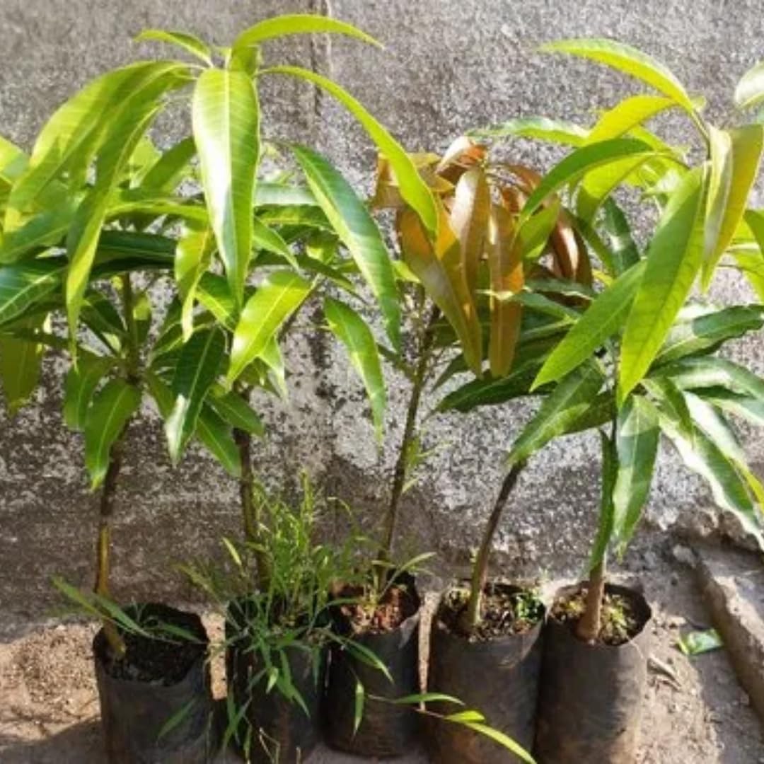 Golden Mango Tree Plant Live, Well Rooted, 8-13 Inches in Pot, Sweet Mango Tree for Planting