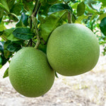 White Pomelo Grapefruit Tree Live Plant, 3 Feet Tall in Pot, Pomelo Grapefruit Grafted Tree, Sweet Pomelo Tree for Planting, No CA, HI, PR, GU, AK