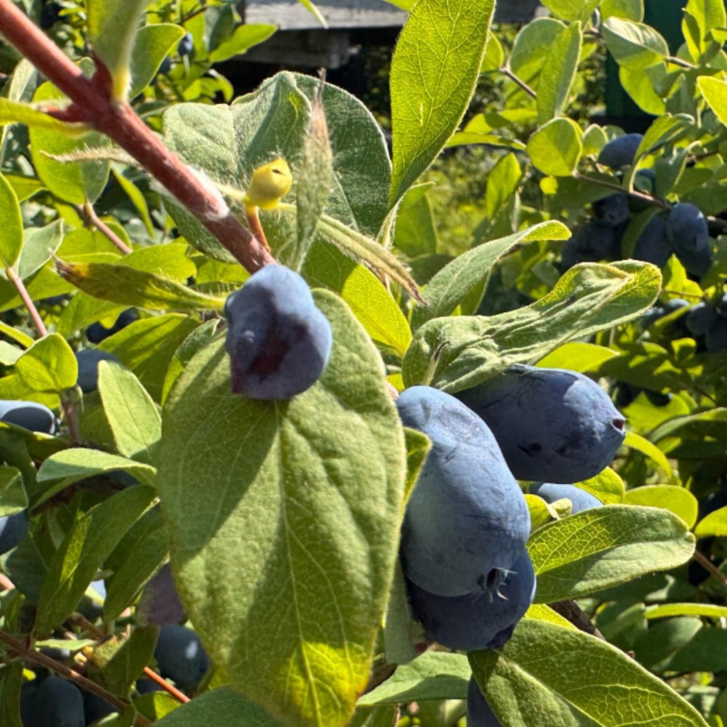 Blue Haskap Honeyberry Plant, Cold Hardy Berry Bush, Edible Fruit 6-8'' Tall, Haskap Fruit Plants for Garden