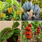 Random Banana Tree Live Plant, Edible Fruit, 4-6" Tall