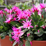 Pink Easter Cactus Plant 3-5'' Tall, Holiday Cactus Plant Starter 2 Inch Pot, Easy Care Houseplant Indoors Outdoors