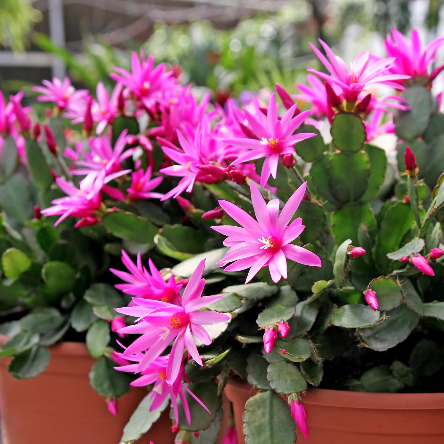 Pink Easter Cactus Plant 3-5'' Tall, Holiday Cactus Plant Starter 2 Inch Pot, Easy Care Houseplant Indoors Outdoors