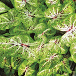 2 Caladium Plants Live for Planting, 4 to 6 Inc Tall, Caladium Live Plants Garden, 4 Inc Potted (Green)