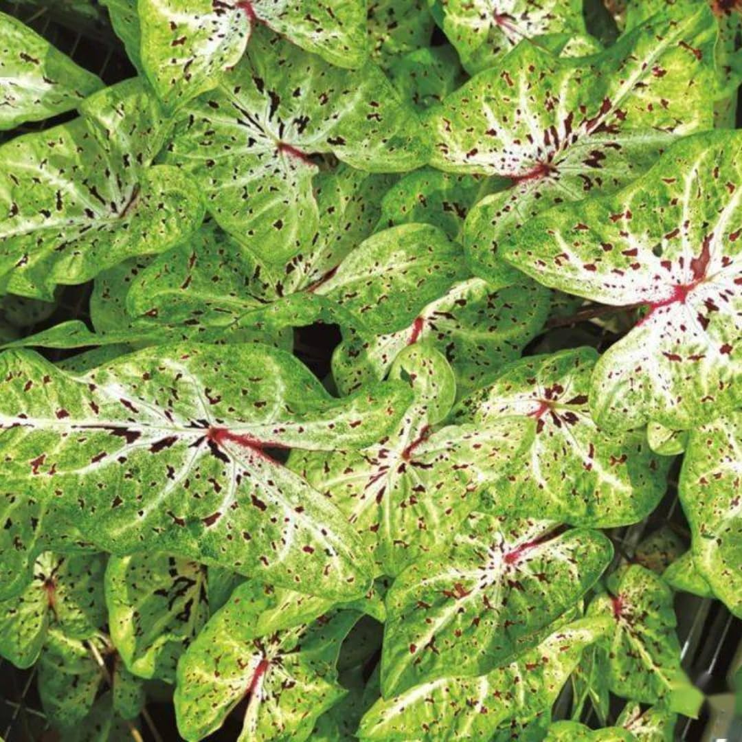 2 Caladium Plants Live for Planting, 4 to 6 Inc Tall, Caladium Live Plants Garden, 4 Inc Potted (Green)