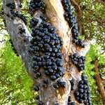 Black Jaboticaba Tree Live Jabuticaba Plant, 1 Ft Tall, Well-Rooted Brazilian Grape Tree for Planting, Rare Tropical Fruit Trees Outdoor Planting