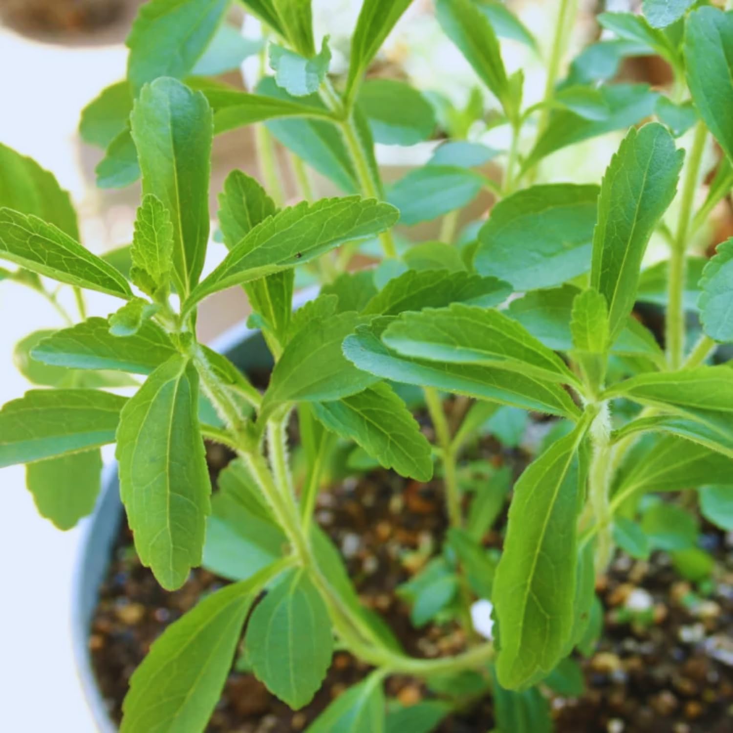 2 Stevia Live Plants, Stevia Plant Live for Planting Indoor Outdoor, Herb Plant Live Well Rooted Indoor Outdoor