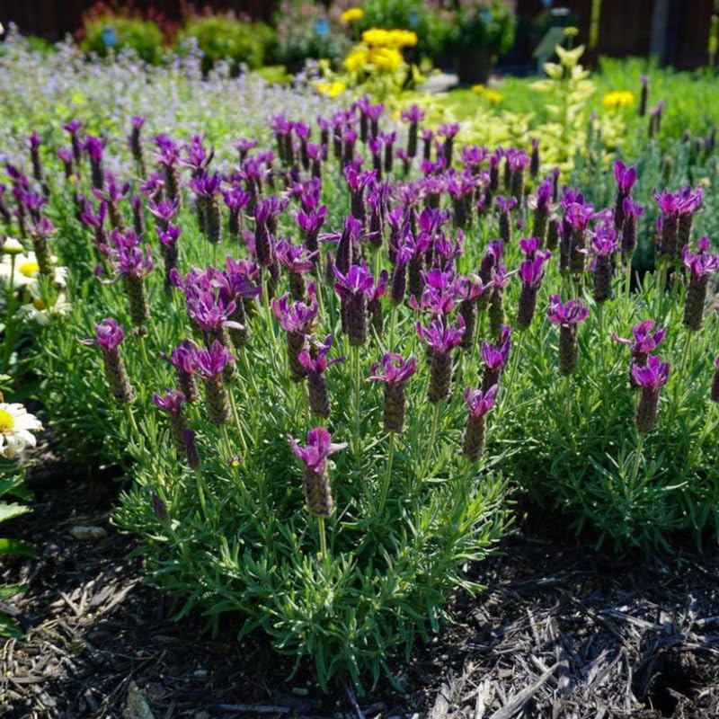 4 Spanish Lavender Plants Live for Outside Planting, Perennial Bloom, Live Lavender Plants 5–9 Inches Tall with Fragrant Flowers for Spring Growing
