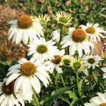 White Coneflower Plant, Echinacea Flowering Plants Live, Indoor Outdoor Planting 5 Inch Tall