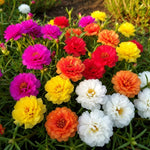 4 Portulaca Moss Rose Plants Live, 4 to 6 Inc Tall, Mix Portulaca Ground Cover Plant, Perennial Flower Plant Gardening Outside Inside