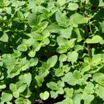 Pack 3 Oregano Plants, Perennial Oregano Plant, 3 to 6 Inch Tall, Fragrant Leaves Herb Mint Starter Plants for Outdoor Indoor Garden