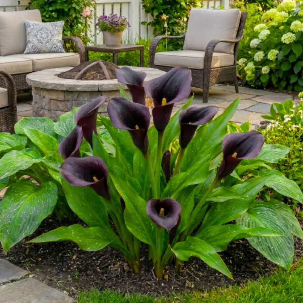 Calla Lily Bulbs for Planting, Calla Lily Bulbs, Vibrant Summer Blooming Flowers for Garden and Patio Planting (Black Calla Lily Bulbs (Set 3))