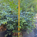 Black Jaboticaba Tree Live Jabuticaba Plant, 2-3 Ft Tall in Gallon Pot, 2 Years Old Brazilian Grape Tree for Planting, Rare Tropical Fruit Trees Outdoor Planting
