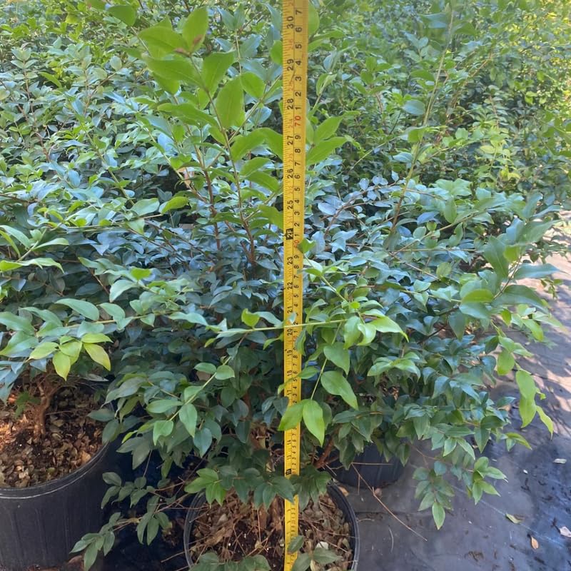 Black Jaboticaba Tree Live Jabuticaba Plant, 2-3 Ft Tall in Gallon Pot, 2 Years Old Brazilian Grape Tree for Planting, Rare Tropical Fruit Trees Outdoor Planting