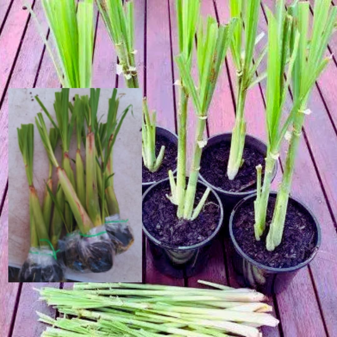 Set 5 Lemon Grass Live Plants for Outdoor Planting, Live Lemongrass Plants for Planting in Spring, Fragrant Herbs, 5-7 Inc Tall Starter