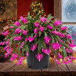 Dark Pink Christmas Cactus Plants Live in 4 Inch Pot, Perennial Christmas Thanksgiving Cactus Plants Potted, Vibrant Flower Holiday Houseplant Indoors Outdoors
