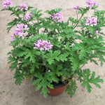 Set 4 Citronella Plants Live, 3 to 6 Inches Tall, Live Citronella Plant Indoor, Citronella Plant Pot, Citronella Live Plants