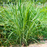 Pack 5 Lemongrass Plants Live for Planting, Perennial Lemon Grass Live Plant Indoor Outdoor Planting, Lemongrass Stalks No Pot