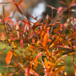 Willow Oak Tree Live Plant, Oak Tree Live 12-18'' Tall, Hardy Shade Trees for Garden