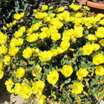 Set 3 Yellow Portulaca Plants Live, Purslane Moss Roses Flowers, Clumps 3-5" Tall to Grow Indoor Outdoor