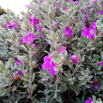 4 Fragrant Sage Salvia Live Plants, Planting in Spring Sage Plants Live, 5 to 10 Inches in Tall, Change Color (Dwarf Texas)