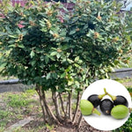 Set of 2 Sweet Bay Laruel Trees Live Plants, Bay Leaf Tree, True Laurus Nobilis Plants from 4 to 6 Inches Tall, Well-Rooted and Cold Hardy