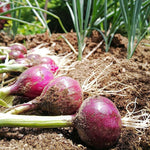 6 Walking Onion Plants Live for Planting, Easy-Grow Egyptian Onions, Fresh Onion Plants, Hardy Perennial Vegatable