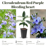 Clerodendrum Plants Live Well-Rooted for Outdoor Planting, Blue Butterfly Clerodendrum Wallichii Schmidtii Smithianum Light Bulbs Tropical Live Plant, Chains of Glory Tree, 5"-9" in Tall