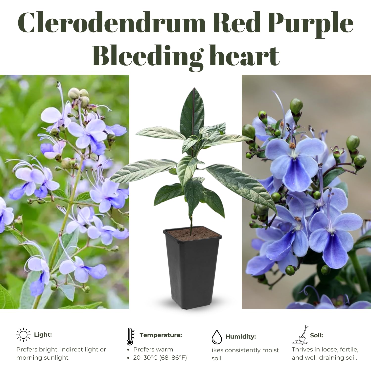 Clerodendrum Plants Live Well-Rooted for Outdoor Planting, Blue Butterfly Clerodendrum Wallichii Schmidtii Smithianum Light Bulbs Tropical Live Plant, Chains of Glory Tree, 5"-9" in Tall