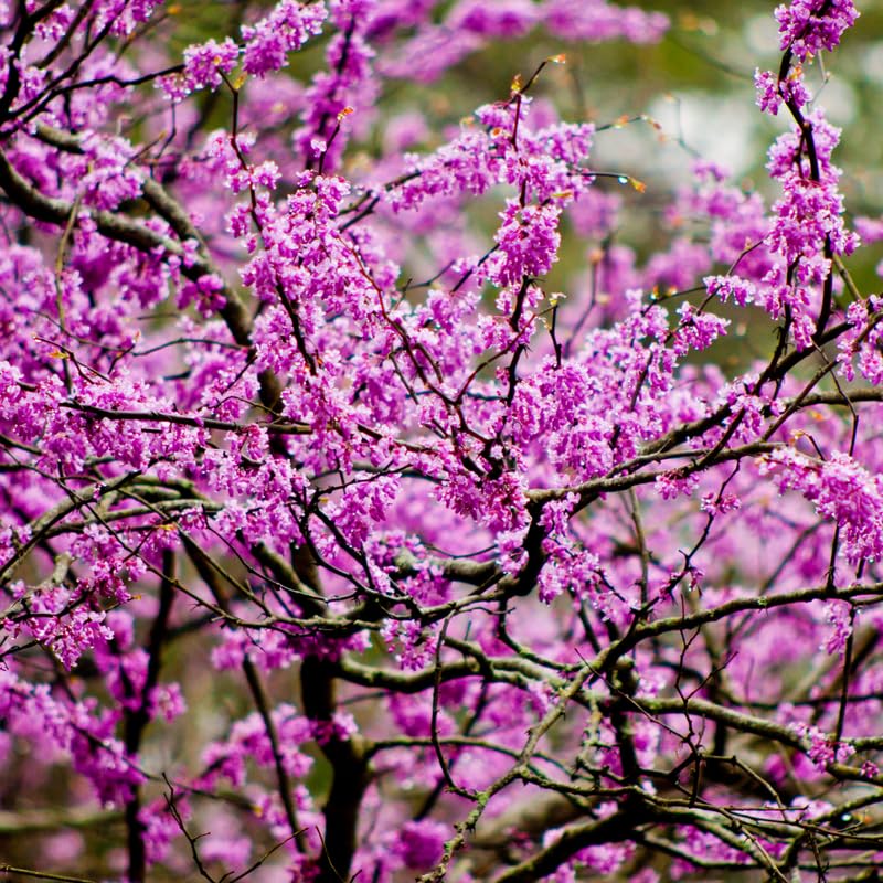 Red Bud Trees Live Plants, Eastern Redbud Tree Live Plant, 6 to 12 Inches Tall