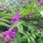 3 Shrubs Beautyberry Bush Live Plant, Purple Beautyberry Plant Tree from 5 to 10 Inches in Tall, No Pot, Well-Rooted, Hardy