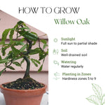 Willow Oak Tree Live Plant, Oak Tree Live 12-18'' Tall, Hardy Shade Trees for Garden