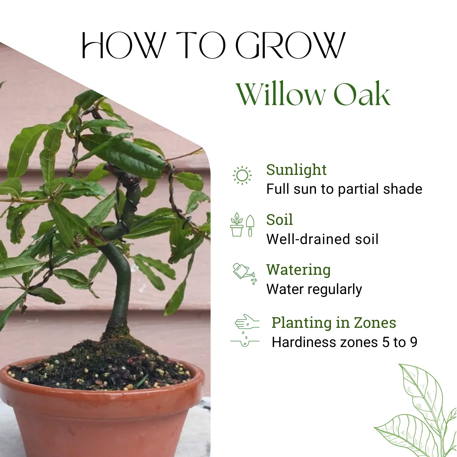Willow Oak Tree Live Plant, Oak Tree Live 12-18'' Tall, Hardy Shade Trees for Garden