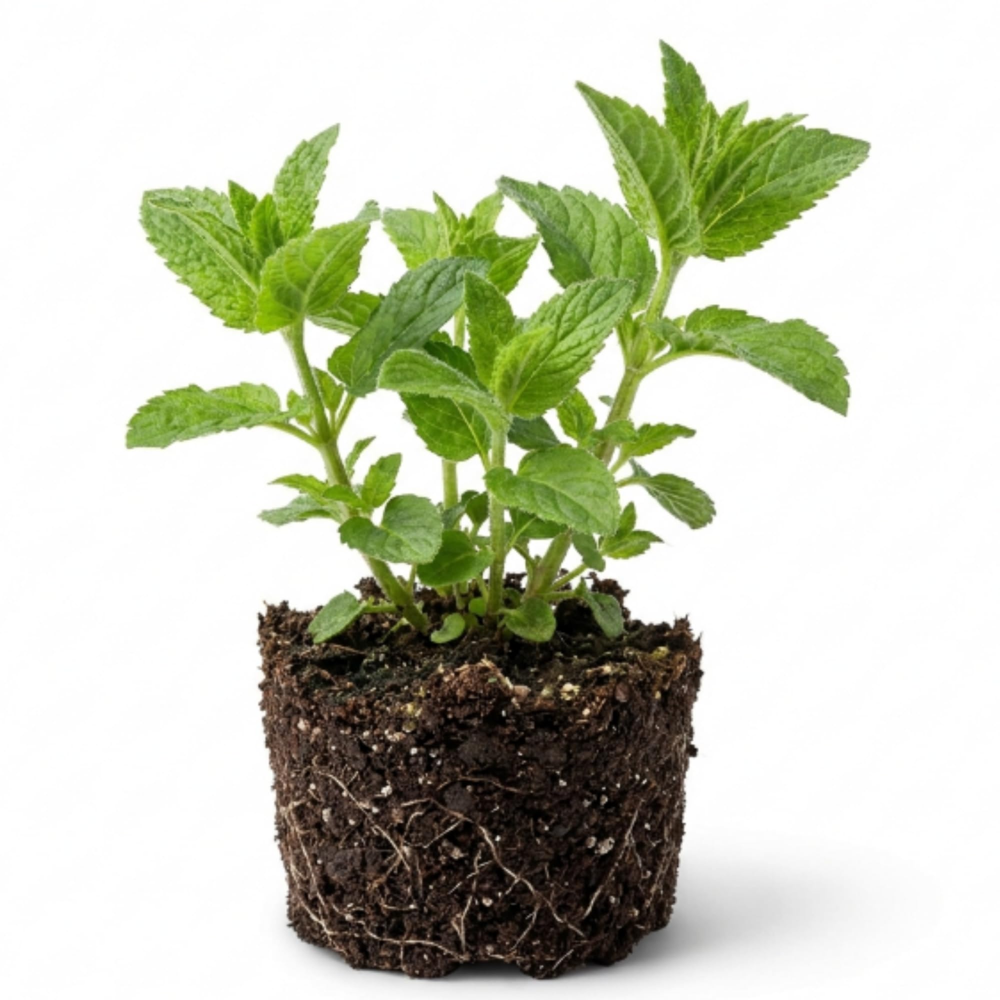 Red Bee Balm Plant, 2-5" Tall Starter, Rooted in Soil, No Pot, Monarda Flowering Herb Plant for Garden