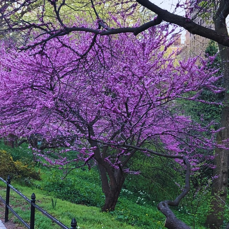 Eastern Redbud Tree Live Plant, Red Bud Trees Live Plants, Quart Pot