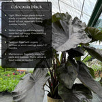 Combo 2 Black Colocasia Live Plants, 5 to 8" in Tall, Elephant Ear Esculenta Taro Alocasia Live Plant for Planting, Live House Plant Colocasia