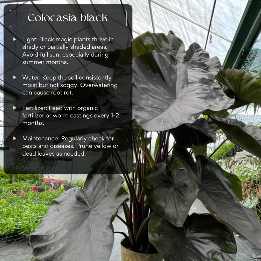 Combo 2 Black Colocasia Live Plants, 5 to 8" in Tall, Elephant Ear Esculenta Taro Alocasia Live Plant for Planting, Live House Plant Colocasia