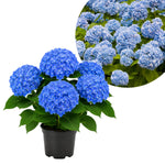 Blue Hydrangea Live Plant in 2.5'' Pot, Hydrangea Bush Shrub Vibrant Blooms, Outdoor Garden, Ready to Grow
