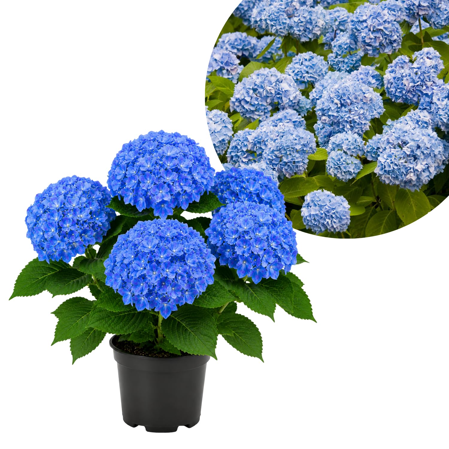 Blue Hydrangea Live Plant in 2.5'' Pot, Hydrangea Bush Shrub Vibrant Blooms, Outdoor Garden, Ready to Grow