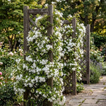 2 Grandiflora Jasmine Live Plants, Fragrant Flowering Shrubs, 4-6" Tall