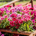 Dianthus Mix Live Plant, Dianthus Plant, Colorful Fragrant Flowering Plant for Outdoor Garden, Patio Pots and Landscape Borders, 4-6 Inches Tall