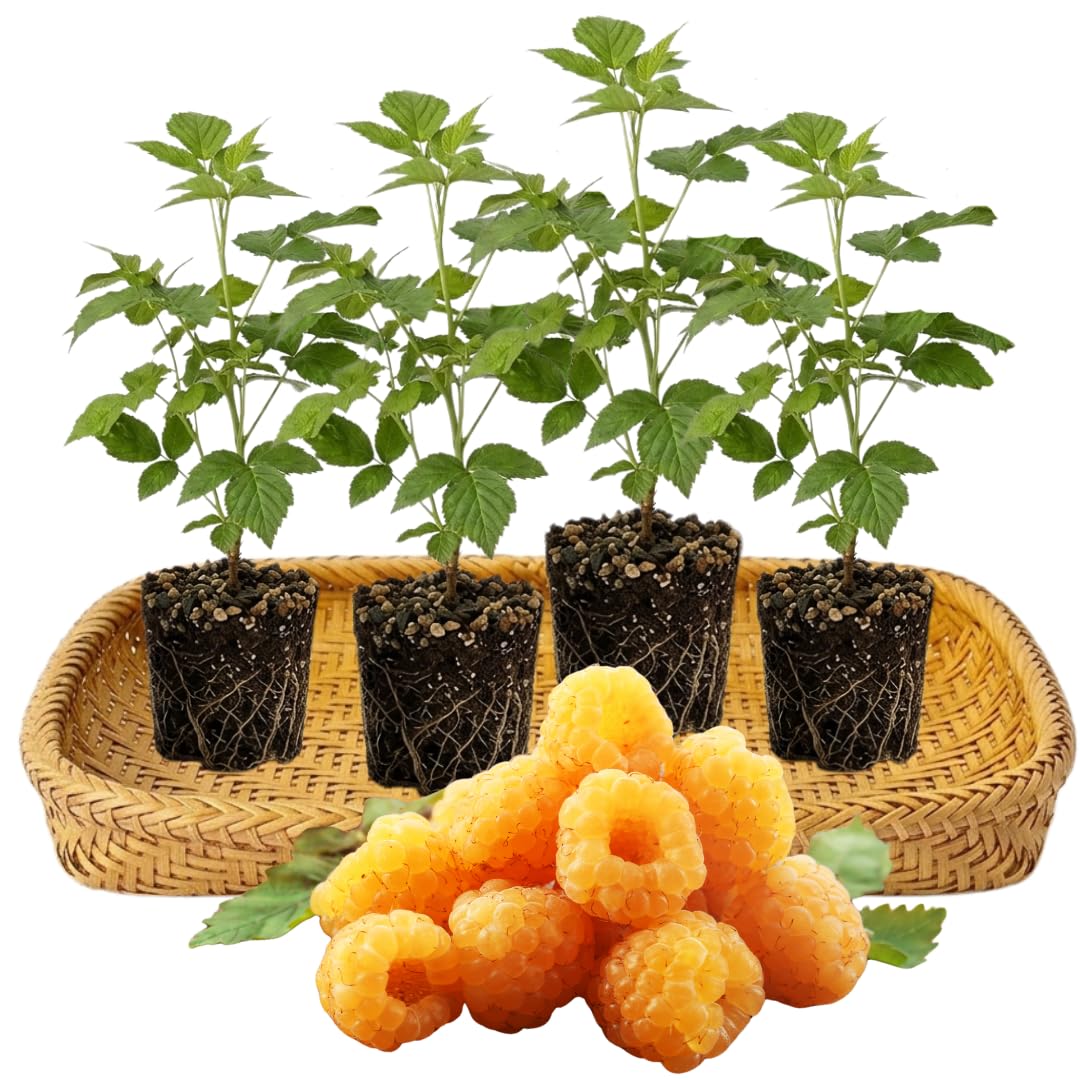 4 Hardy Raspberry Trees Live Plants, Purple Everbearing Raspberries Bushes Plants 5 to 10 Inc Tall, Well-Rooted, No Pot, Sweet Flavor (Yellow Fall Gold)