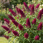 2 Raspberry Butterfly Bush Plants Live, Vibrant Buddleia Plants 4-7 Inches, Colorful Flowering Shrub for Outdoor Garden