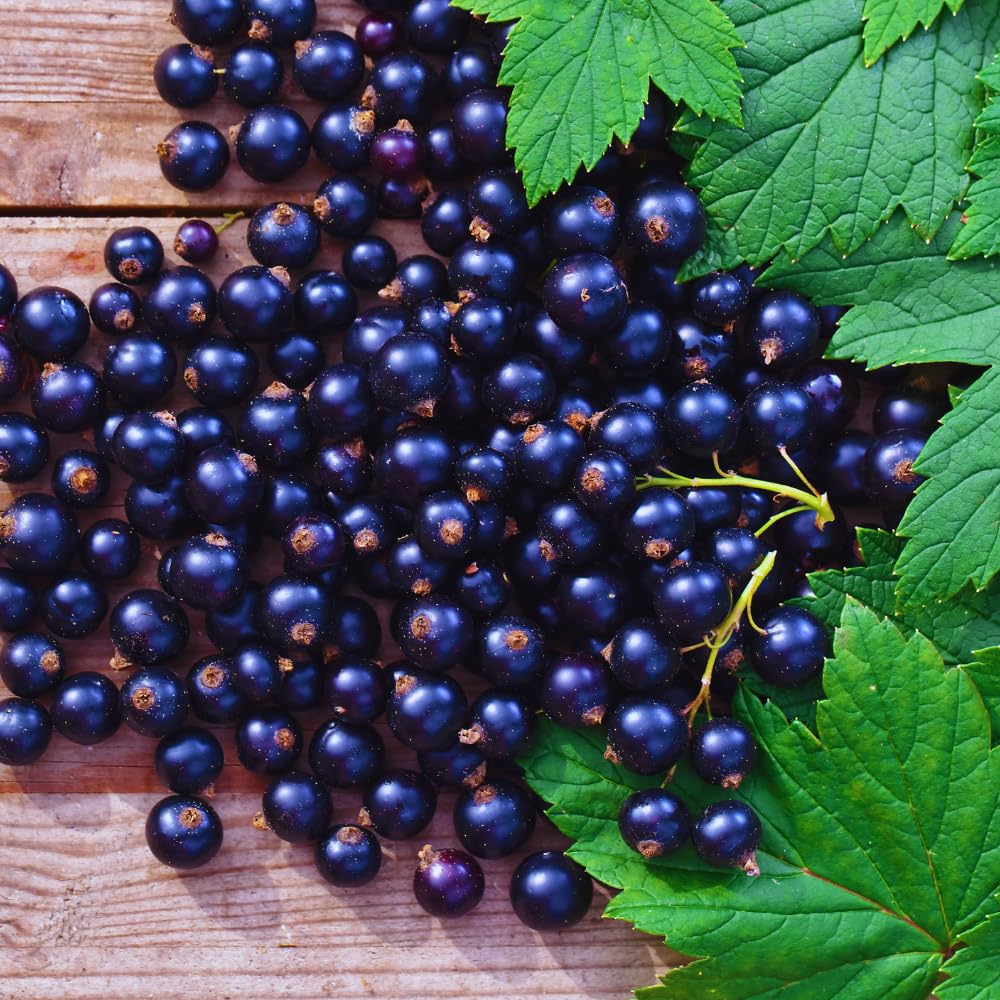 Currant Bush Live Plant for Planting, 6 to 9 Inc Long, Black Currant Plant Live Gardening