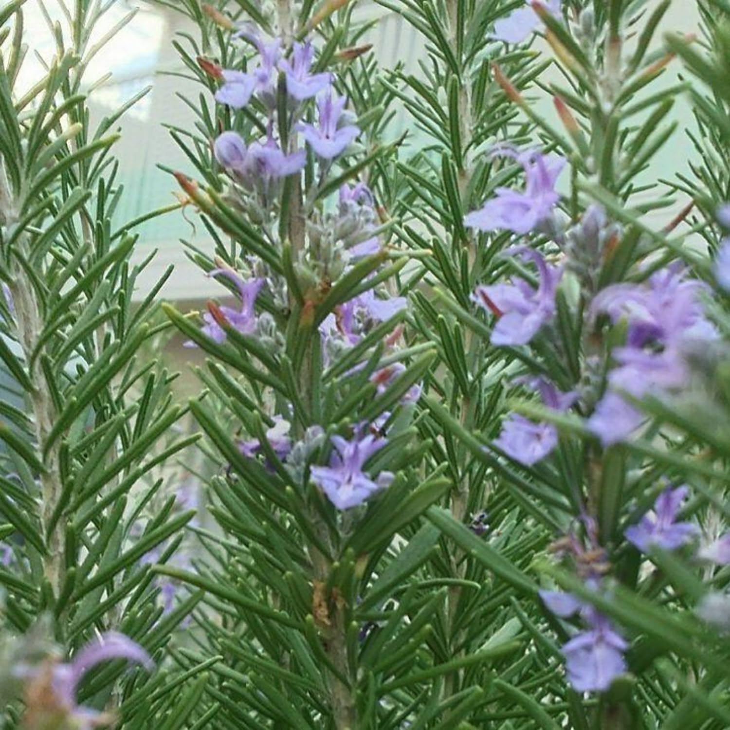 2 Rosemary Plants Live, 5 to 7 Inc Starter Plants, Rosemary Herb Live Plant Pot 4 Inc Indoor Outdoor Gardening